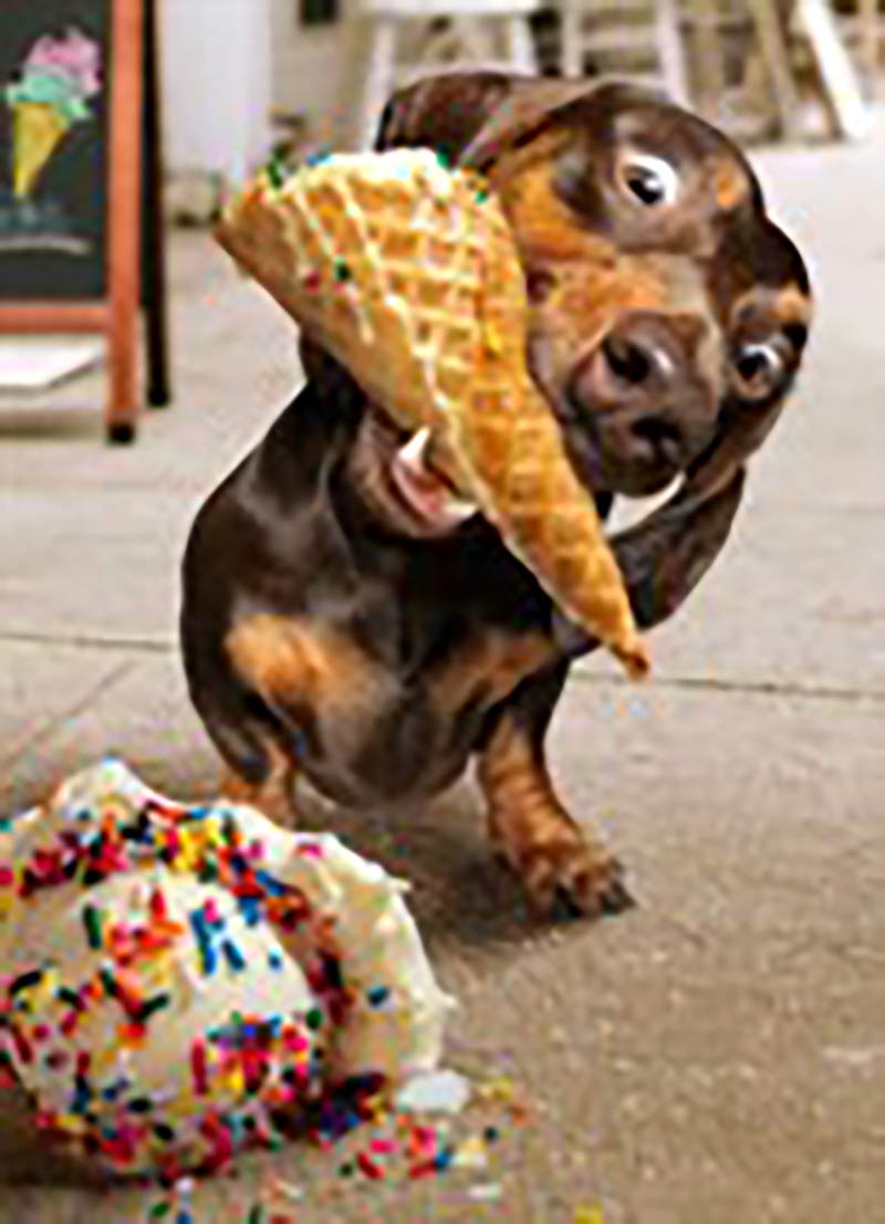 Avanti: Dog With Ice Cream
