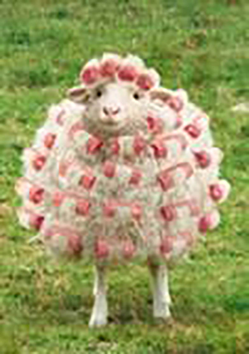 Avanti: Curly Sheep