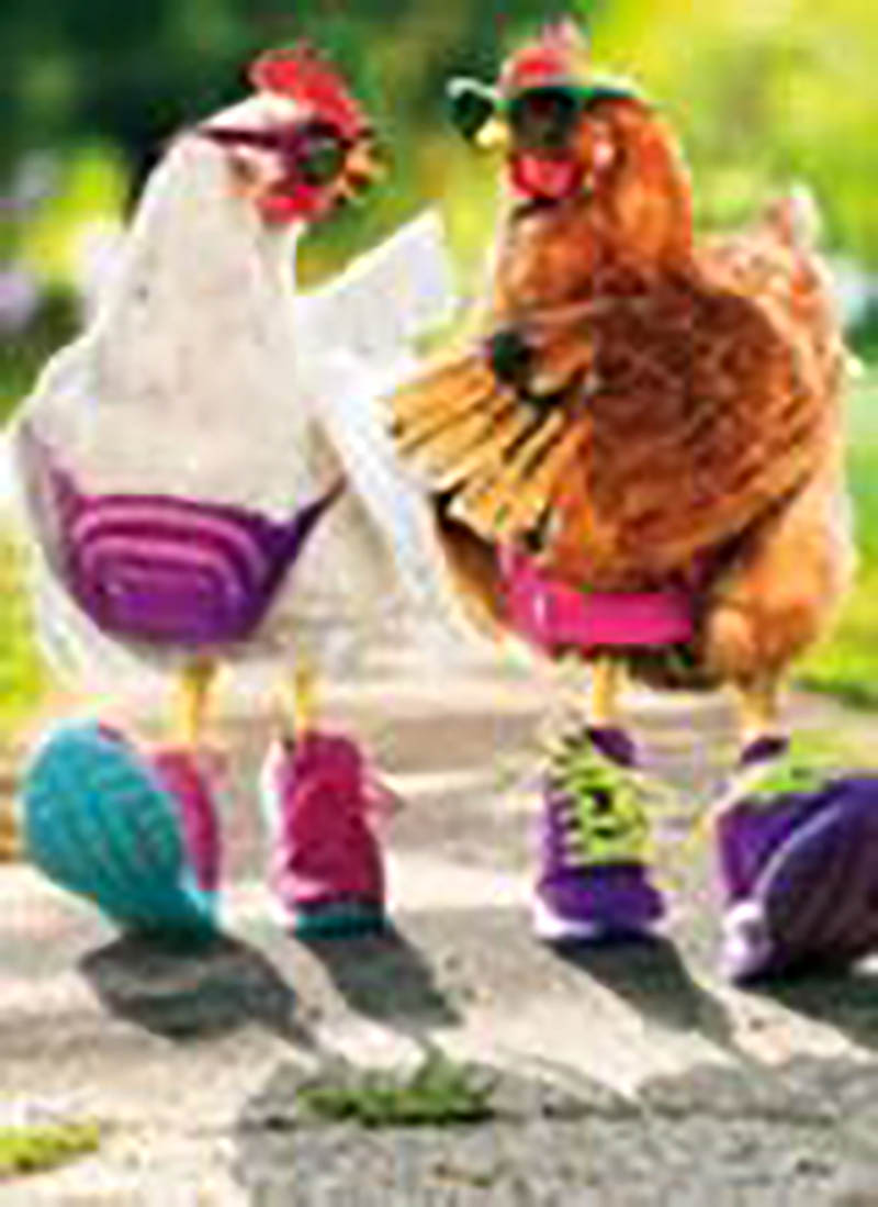 Avanti: Power Walking Chickens