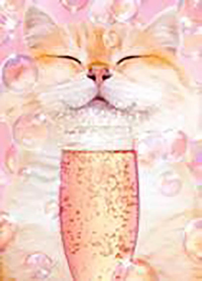 Avanti: Cat With Champagne