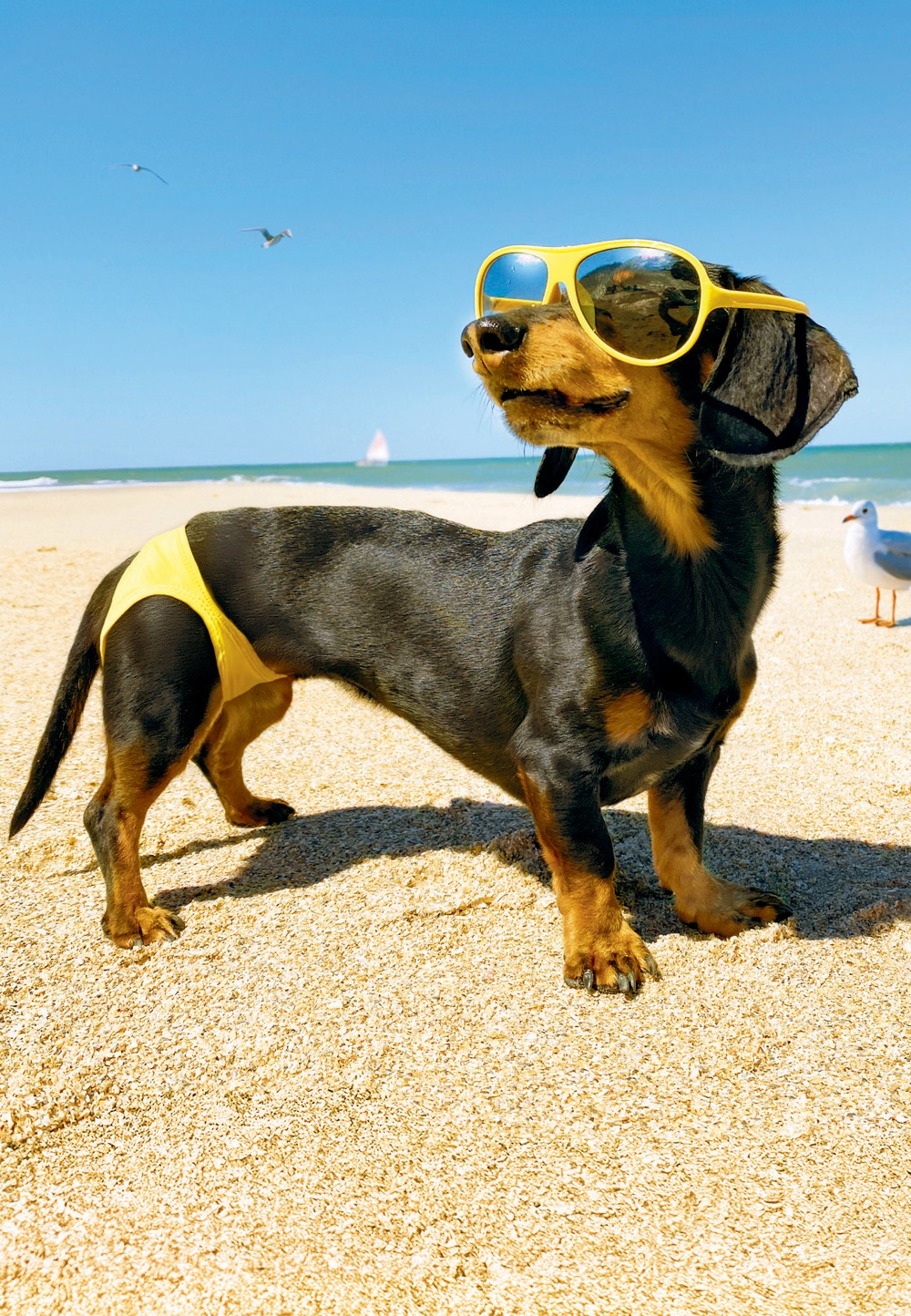 Avanti: Dachshund Speedos