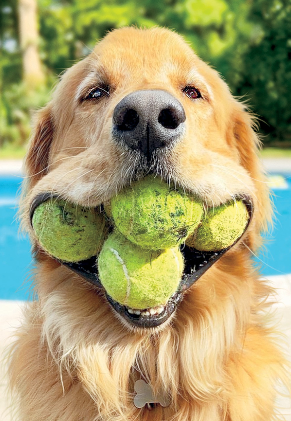 Avanti: Tennis Balls