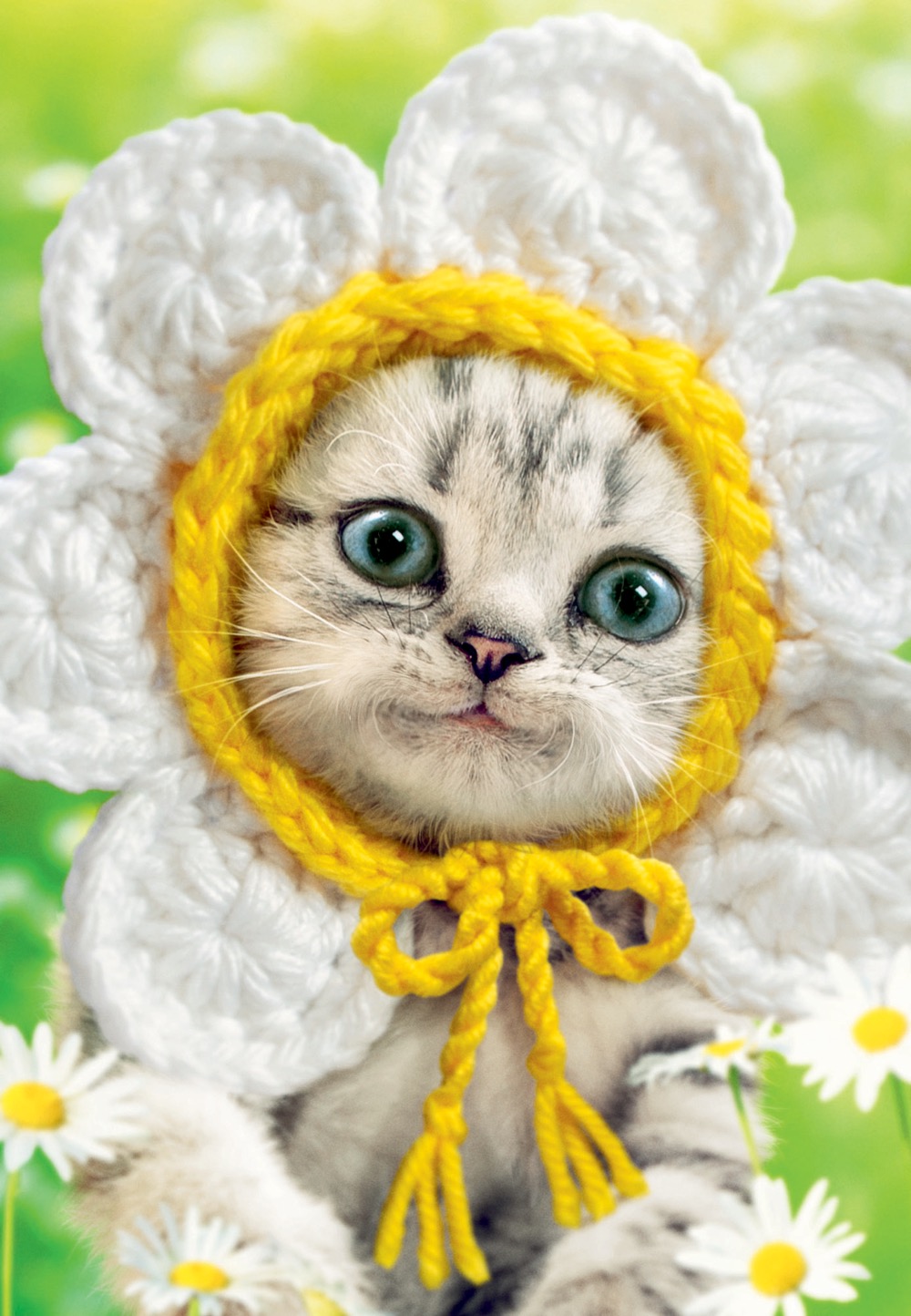 Avanti: Daisy Cat