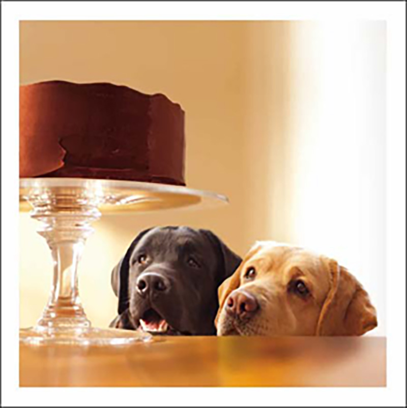 Loose Leash: Dogs Look At Cake