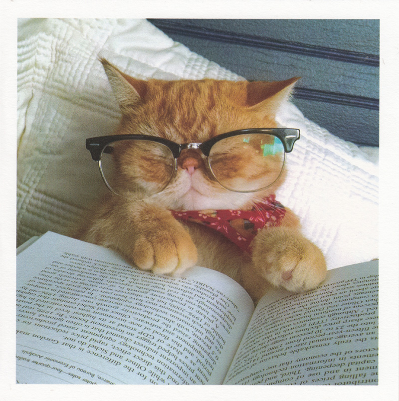 Cattitude: Reading Cat