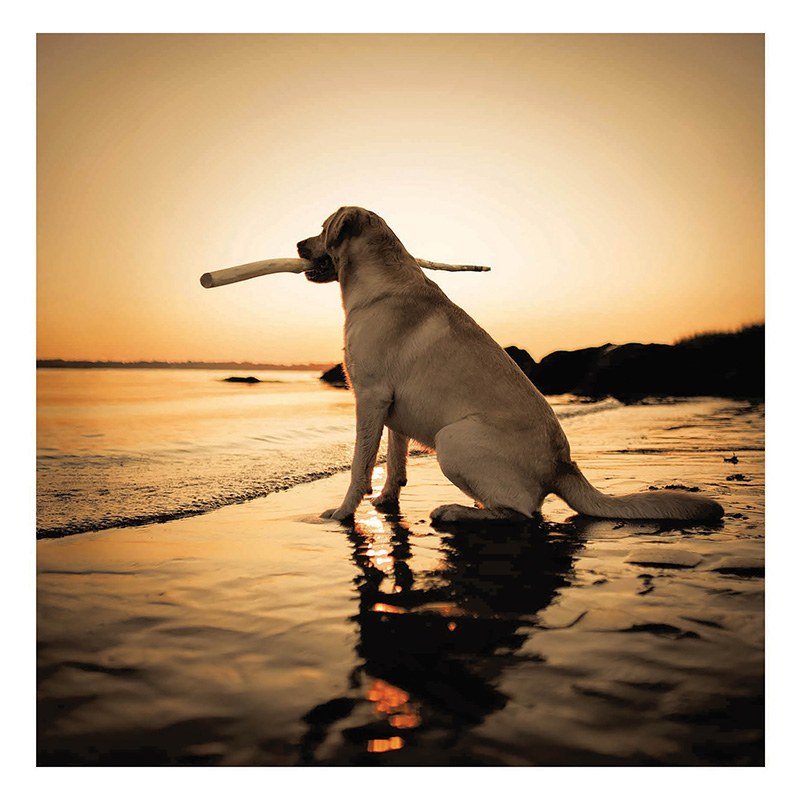 Loose Leash: Beach Dog