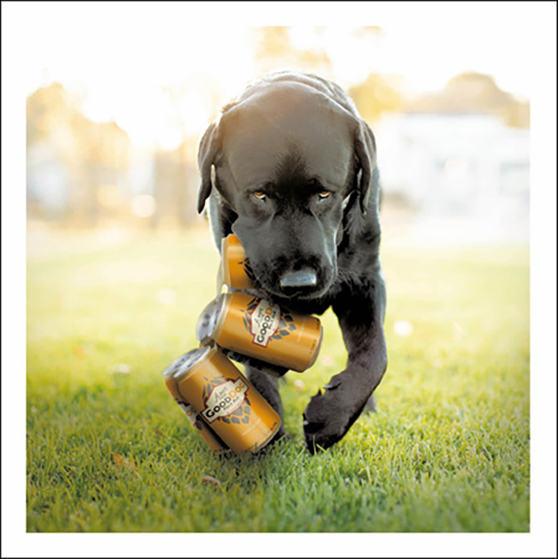 Loose Leash: Beer Dog