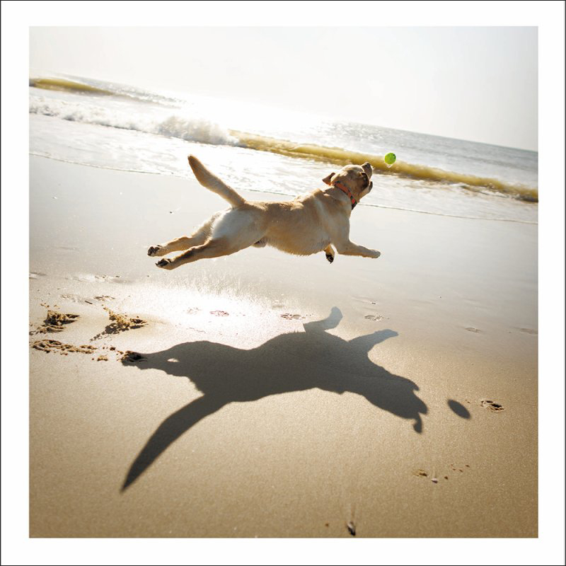 Loose Leash: Beach Dog