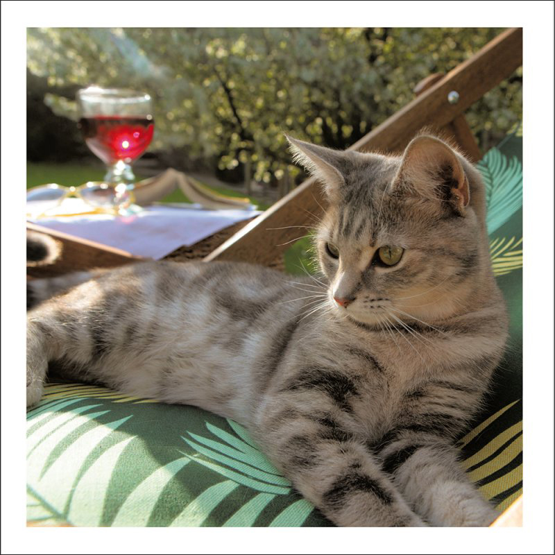 Cattitude: Lazy Days