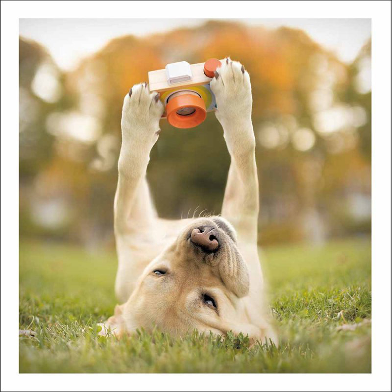 Loose Leash: Cheese Lab Selfie