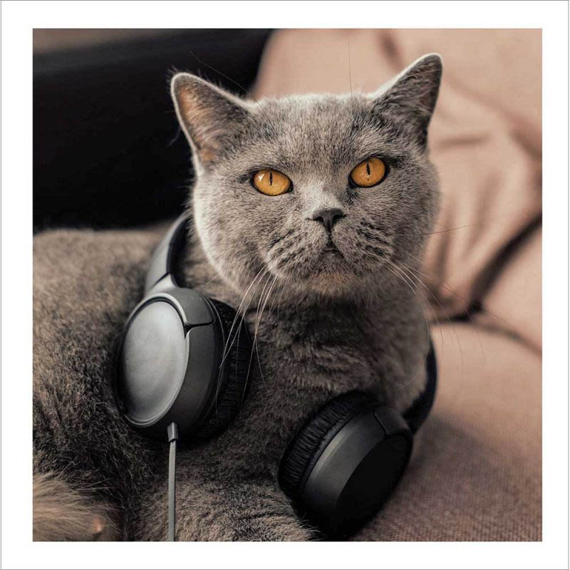 Cattitude: Easy Listening