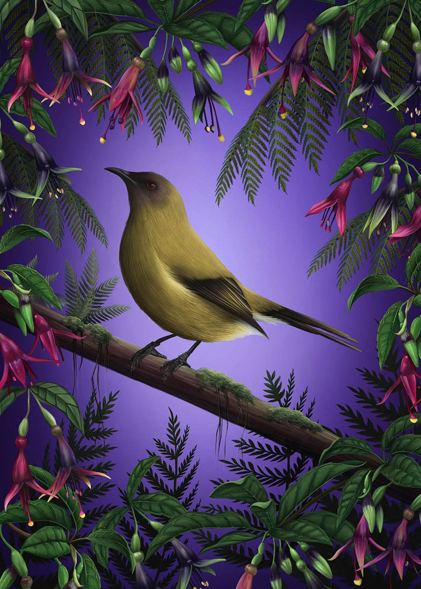 Anna Evans: Korimako