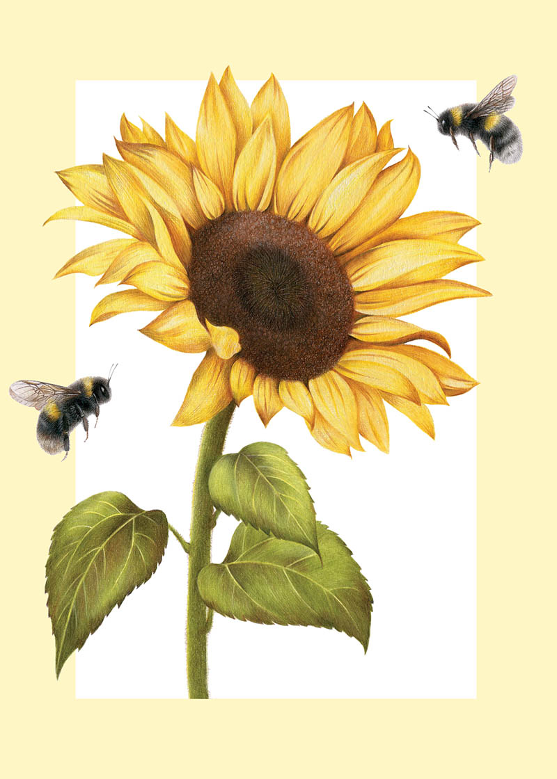 Olivia Bezzett: Sunflower