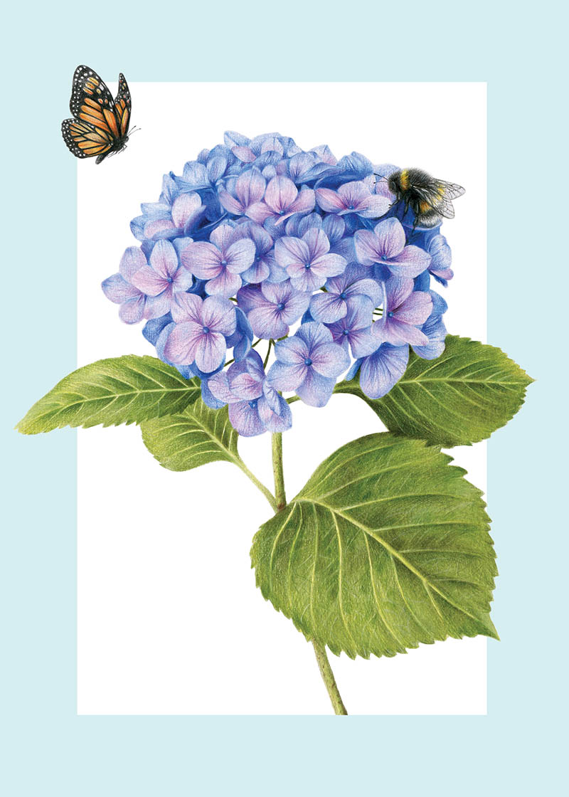 Olivia Bezzett: Hydrangea
