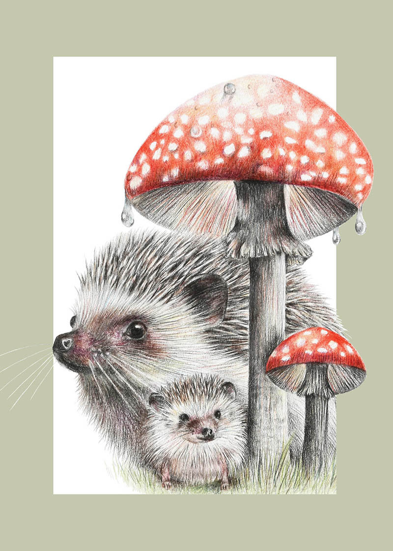 Olivia Bezzett: Hedgehogs