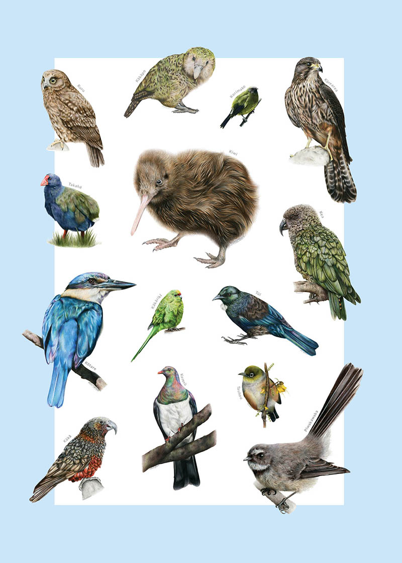 Olivia Bezzet: Native Birds