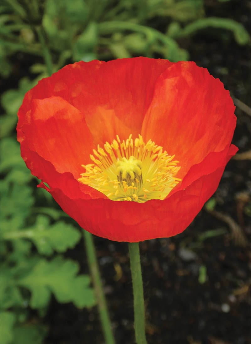 Bloom: Poppy