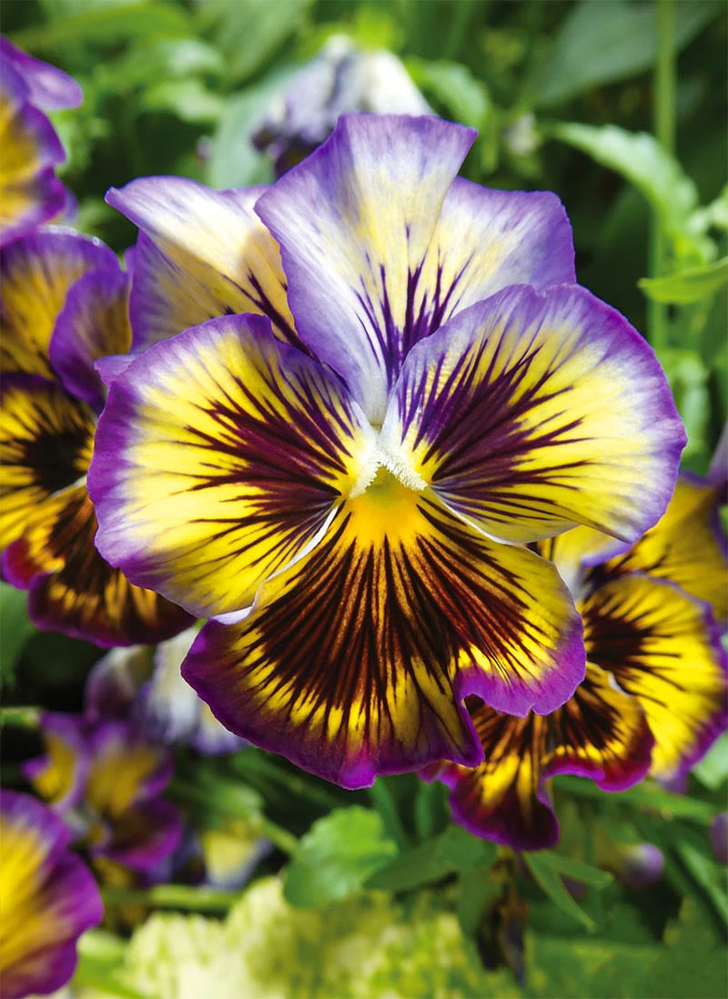 Bloom: Purple Violet