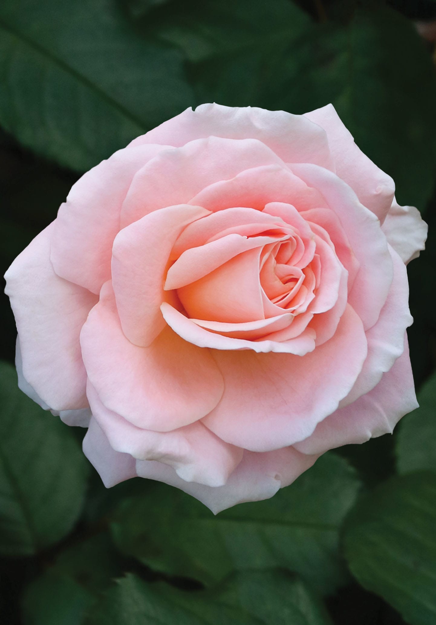 Bloom: Pink Rose