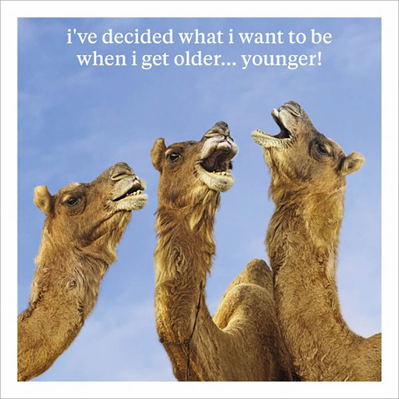 Curious World: Laughing Camels