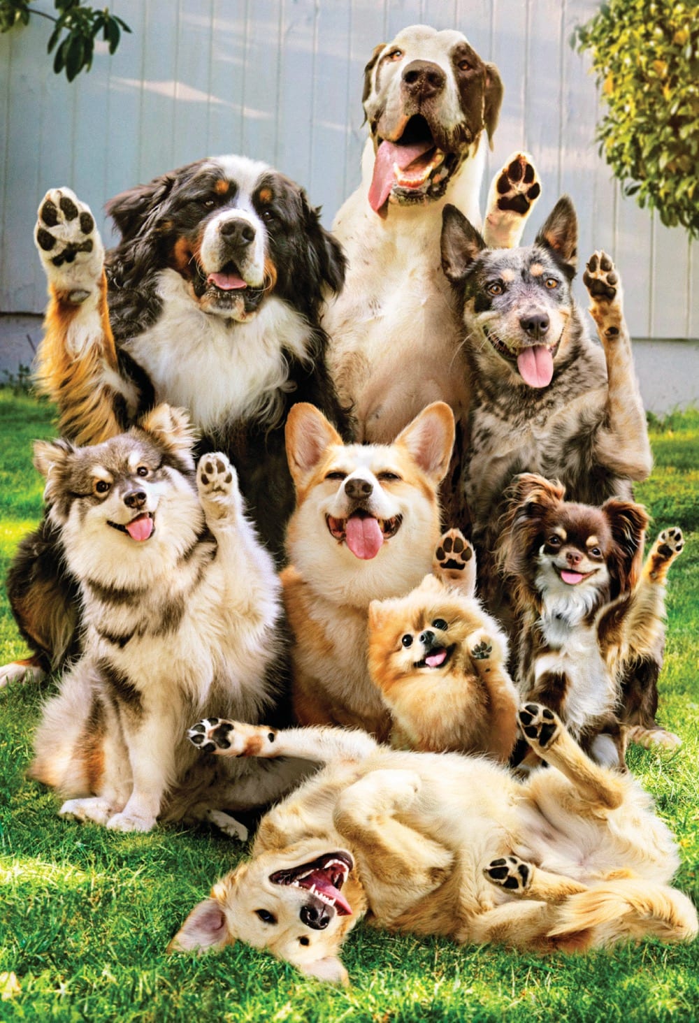 Jumbo: Goodbye Goodluck Group Of Dogs