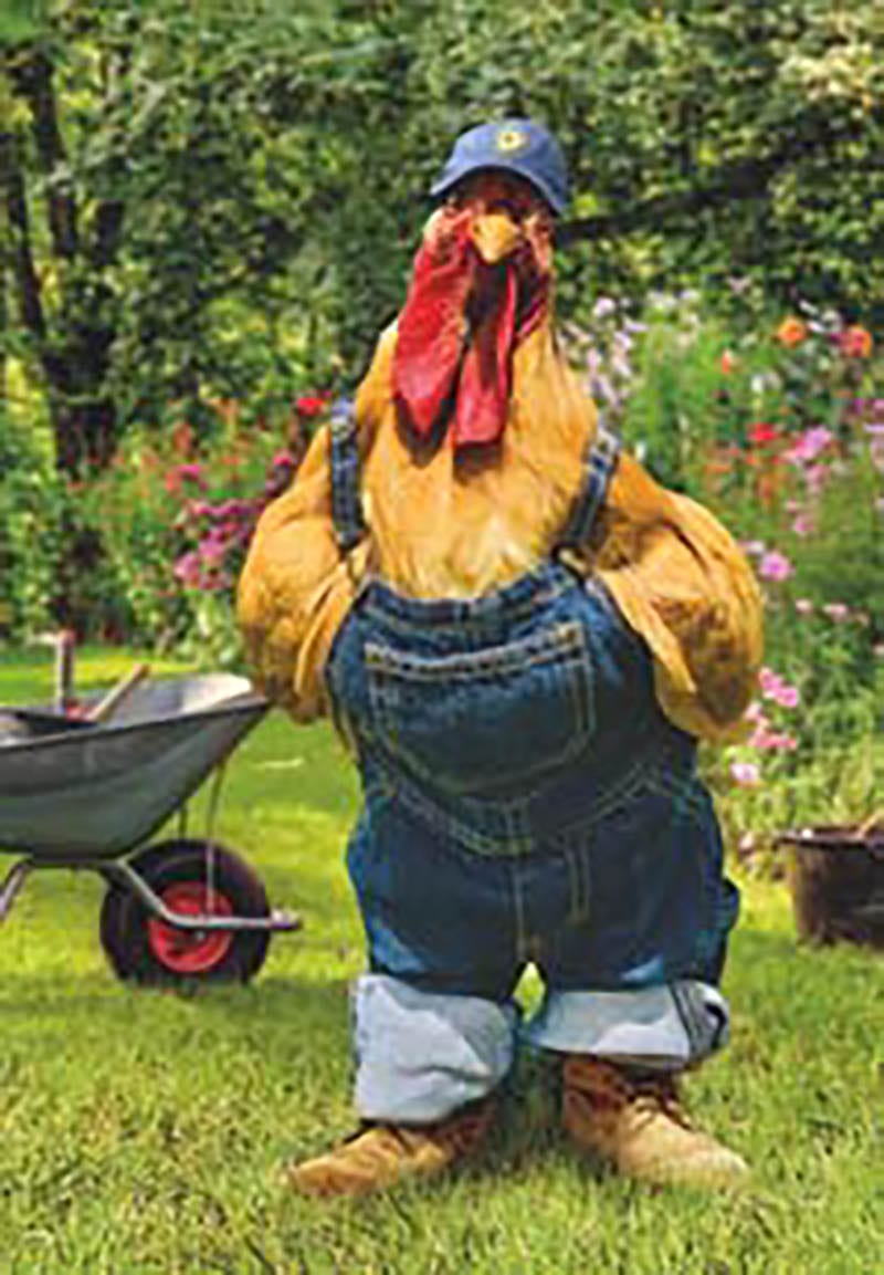 Father's Day Avanti Aint For Chickens