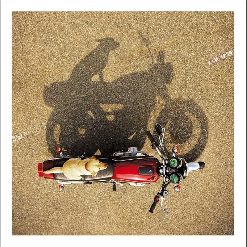 Loose Leash: The Cruiser
