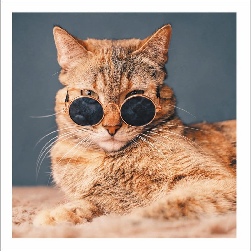 Cattitude: Cool Cat