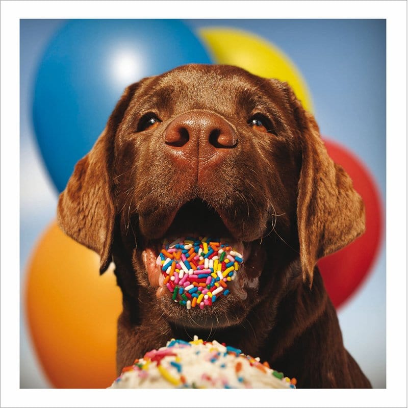 Loose Leash: Labrador Cake