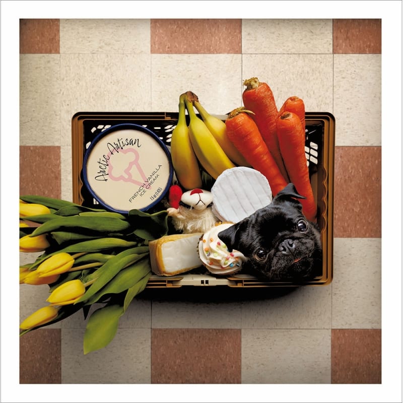 Loose Leash: Grocery Pug