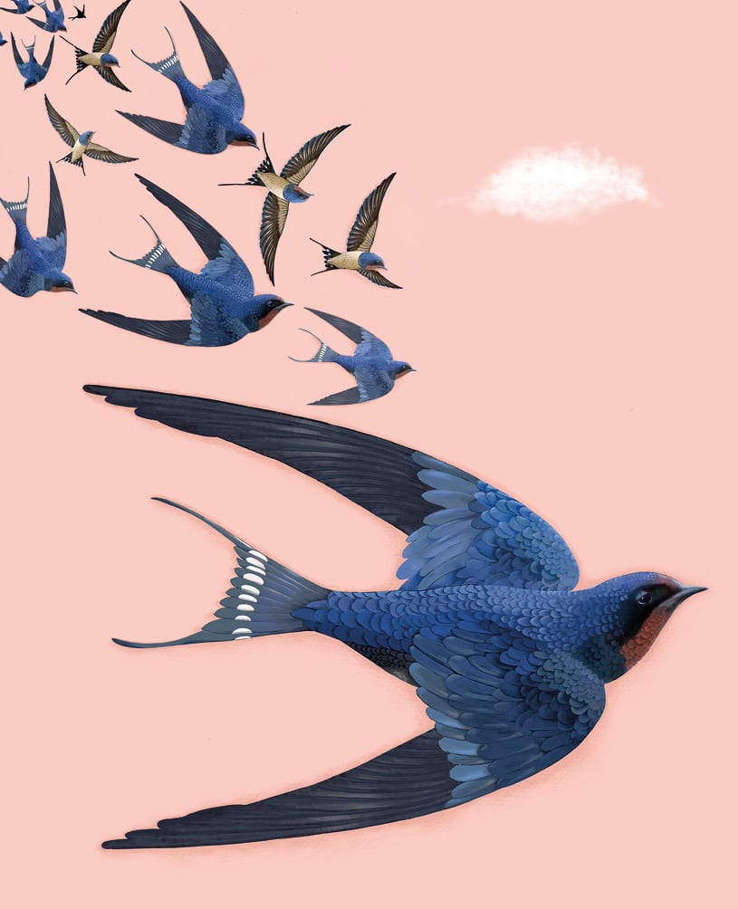 Agnes: Swallows Pink Sky