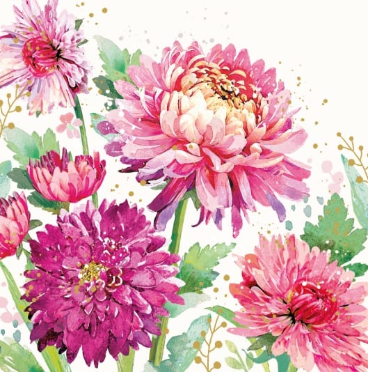 Florentina: Chrysanthemum